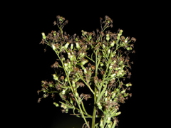 Erigeron sumatrensis