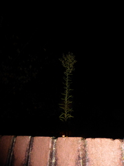 Erigeron sumatrensis