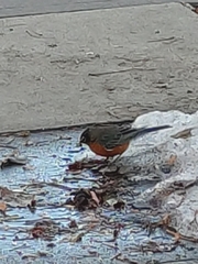 Turdus migratorius