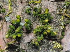 Orthotrichum pusillum