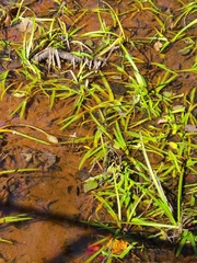 Sparganium americanum