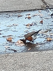 Turdus migratorius