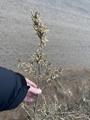 Oenothera stricta