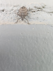 Brochymena