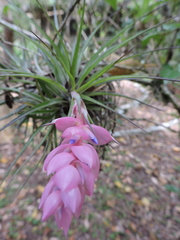 Tillandsia stricta