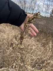 Oenothera stricta