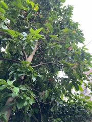 Syzygium malaccense
