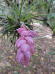 Tillandsia stricta