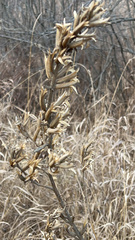 Oenothera stricta