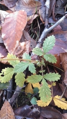 Agrimonia gryposepala