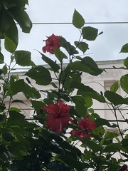 Hibiscus rosa-sinensis