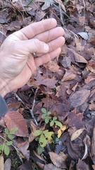 Agrimonia gryposepala