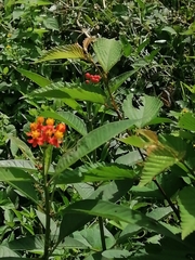 Lantana horrida