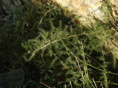 Asparagus acutifolius