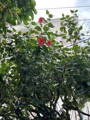 Hibiscus rosa-sinensis