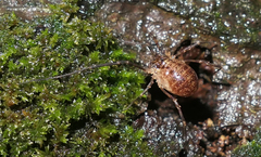 Lophopilio palpinalis