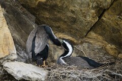 Phalacrocorax punctatus punctatus