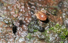 Lophopilio palpinalis