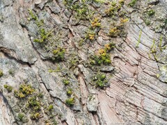 Orthotrichum pusillum