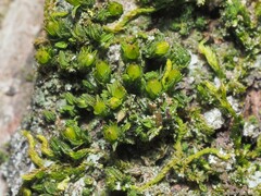 Orthotrichum pusillum