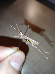 Euchorthippus chopardi