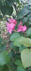 Bougainvillea glabra