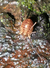 Lophopilio palpinalis