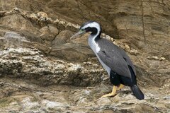 Phalacrocorax punctatus