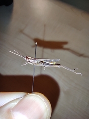 Euchorthippus chopardi