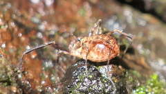 Lophopilio palpinalis