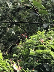 Malvaviscus penduliflorus