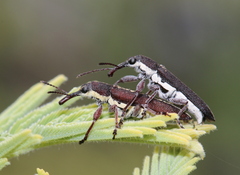 Rhinotia