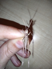 Euchorthippus chopardi