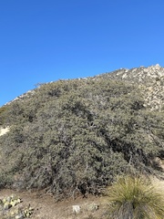 Quercus grisea