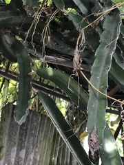 Aporocactus flagelliformis