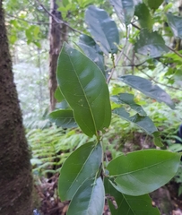 Ocotea foetens