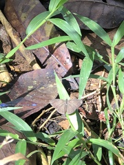 Hermeuptychia hermes