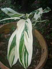 Aglaonema commutatum