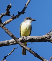 Tyrannus crassirostris