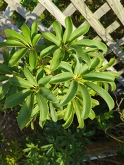 Heptapleurum arboricola