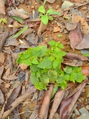 Synedrella nodiflora