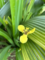 Trimezia steyermarkii