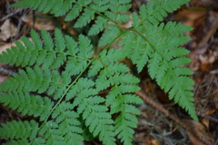 Dryopteris expansa