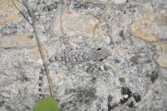 Tarentola mauritanica mauritanica