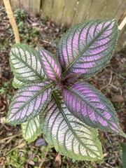 Strobilanthes auriculata
