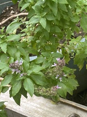 Ocimum campechianum