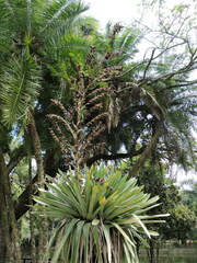 Vriesea gigantea