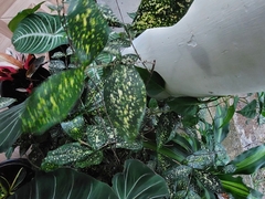 Dracaena surculosa