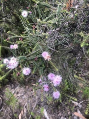 Melaleuca gibbosa