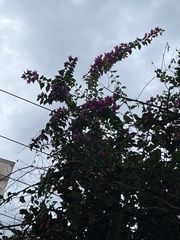 Bougainvillea glabra